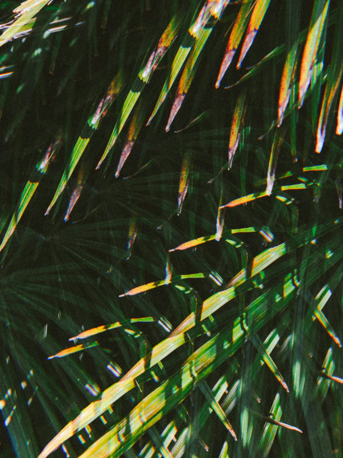 Palm fronds in Florida sunlight